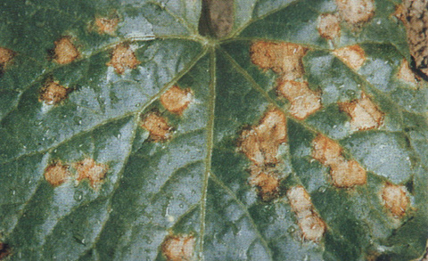 甜瓜细菌性叶枯病防治方法,甜瓜果斑病如何防治