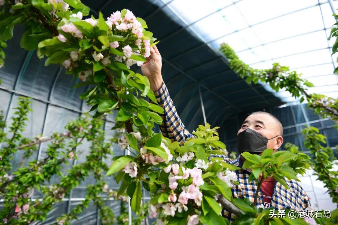 石岛即将开发的项目,石岛的项目