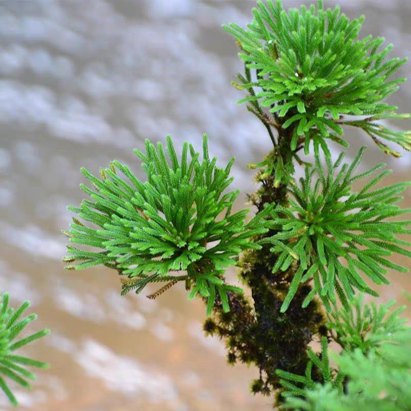 养了很多花只有绿萝最好养,绿萝养死还能养什么花