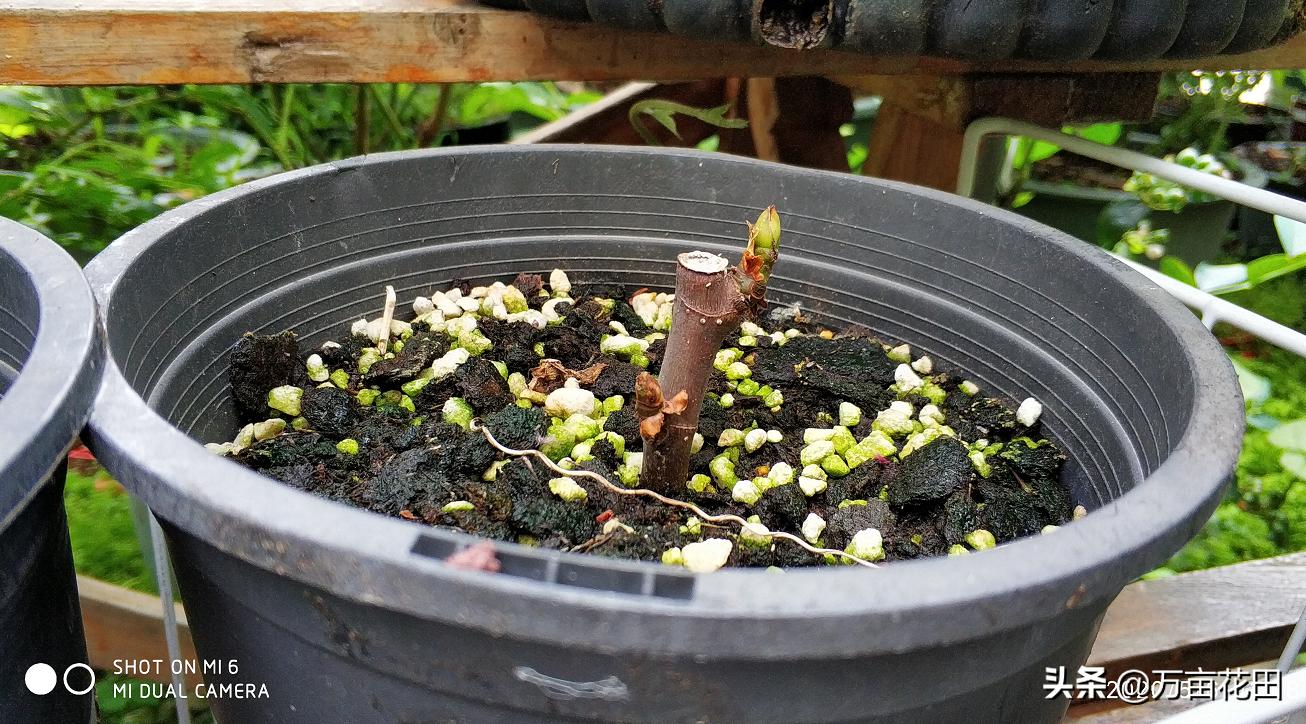 月季高压扦插生根最快方法,高压繁殖跟扦插有什么区别