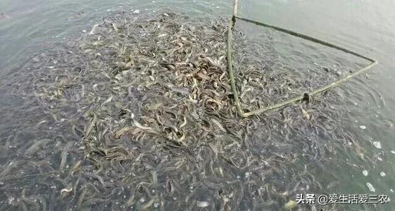 比较靠谱的养殖项目,现在最好的养殖品种有哪些