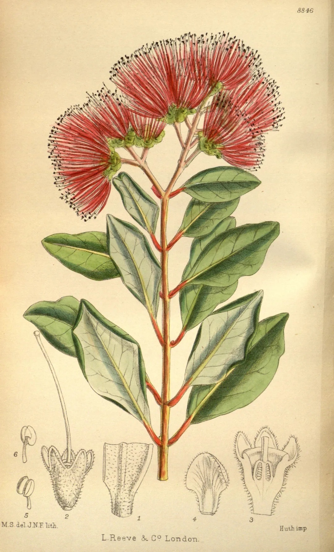 濒危稀有植物绘画,八大濒危珍稀植物