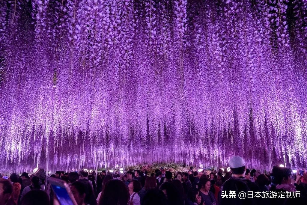 日本最美小景点,日本超美的花海美景