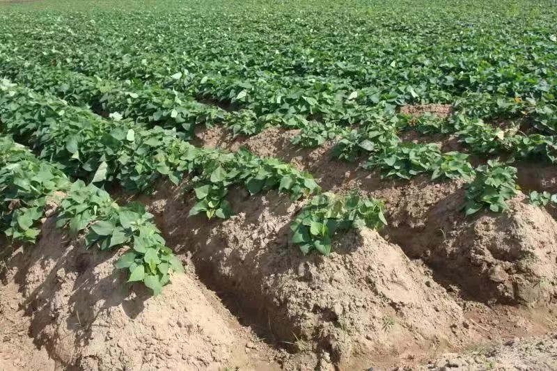 探访水果基地,海南水果王国