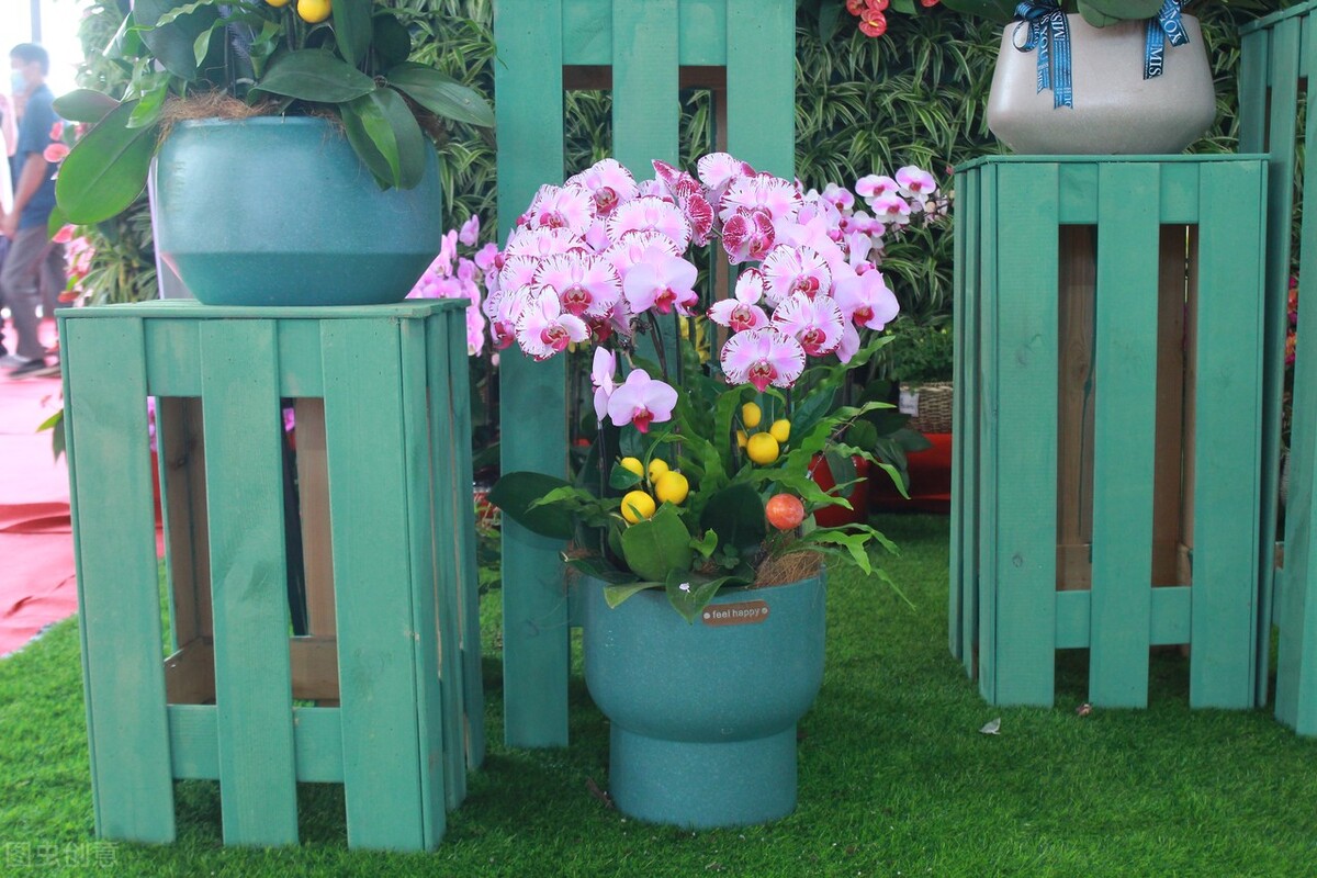 新手养蝴蝶兰的方法,新手养蝴蝶兰的正确方法