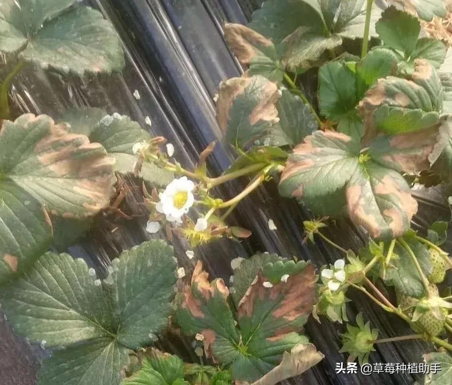 低温冷害对草莓的伤害有哪些,草莓低温受冻了