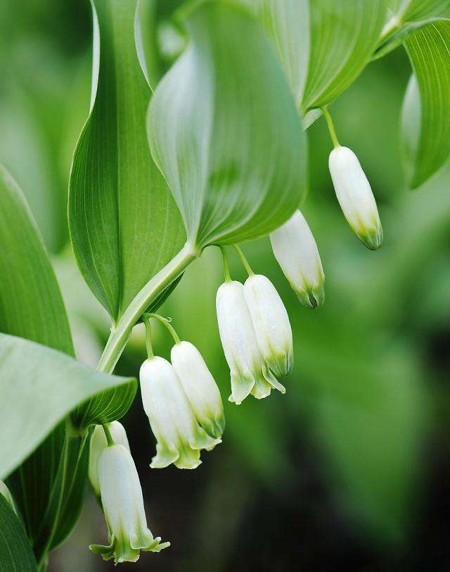 重瓣风铃草怎么爆盆,风铃草开完花后第二年还能开花吗