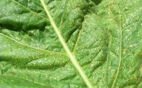 世界第一例病毒是什么,第一个病毒是怎么诞生的