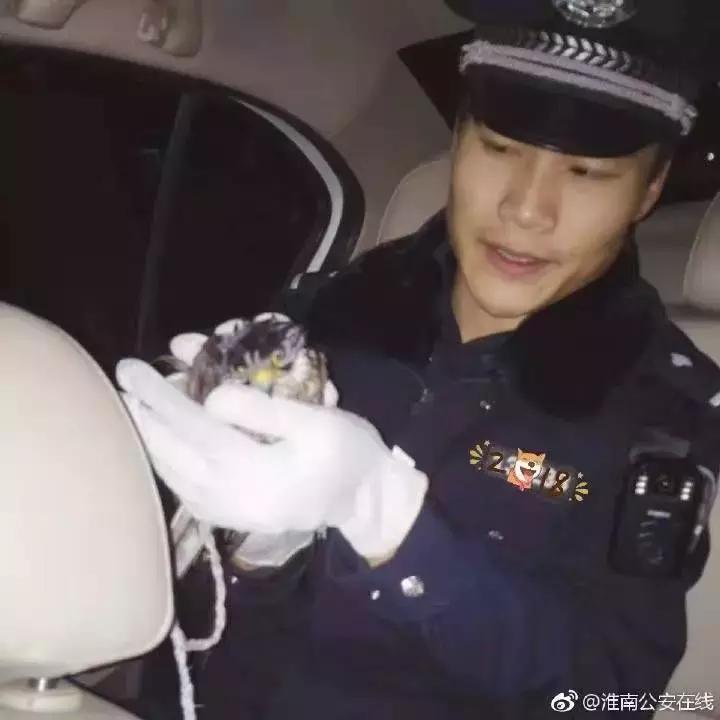 还没看《神奇动物在哪里》？没关系，你错过的神奇动物都在这里