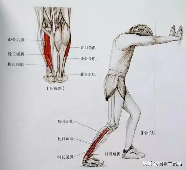 小腿肌胖怎么瘦腿,大腿肥胖小腿粗壮怎么改善