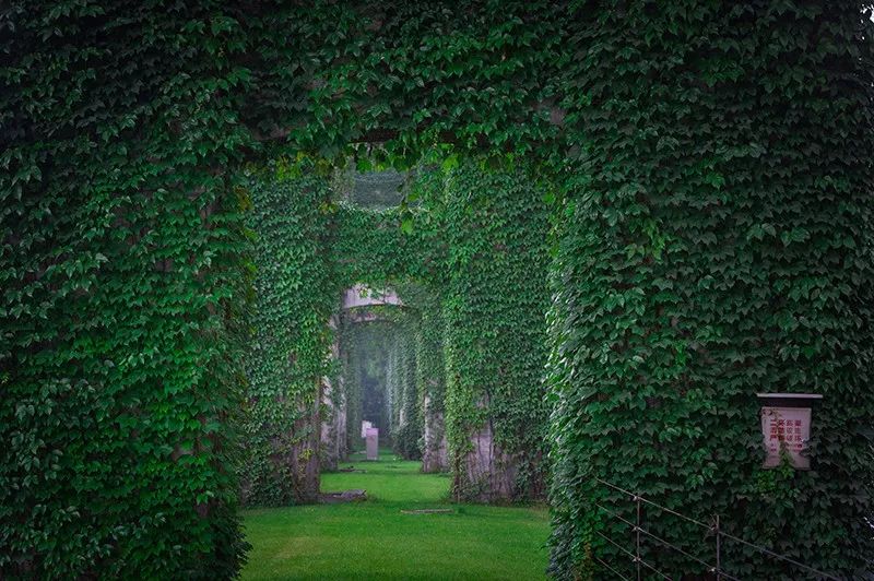 成都二环绿化,成都二环绿植视频