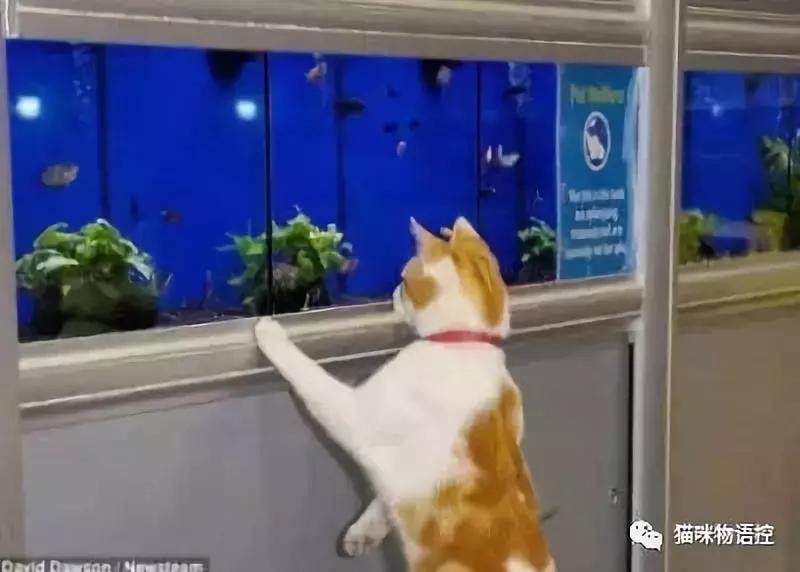 这只猫每天都去逛宠物店,专挑特价小鱼干和耗子瞅……