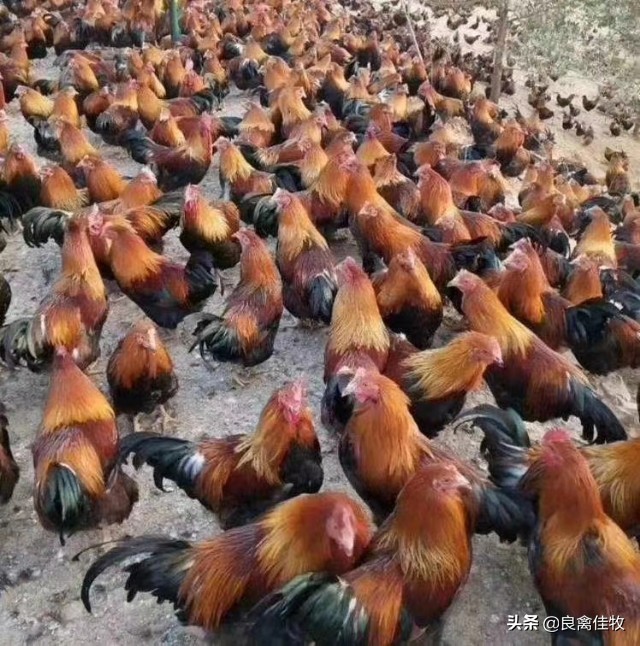 土方治鸡感冒详细介绍两个方法，省钱