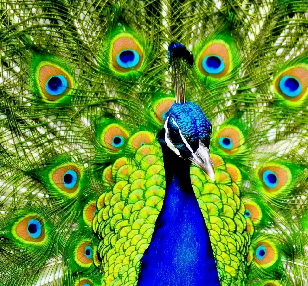 绘画教程梦幻,美丽的孔雀绘画步骤