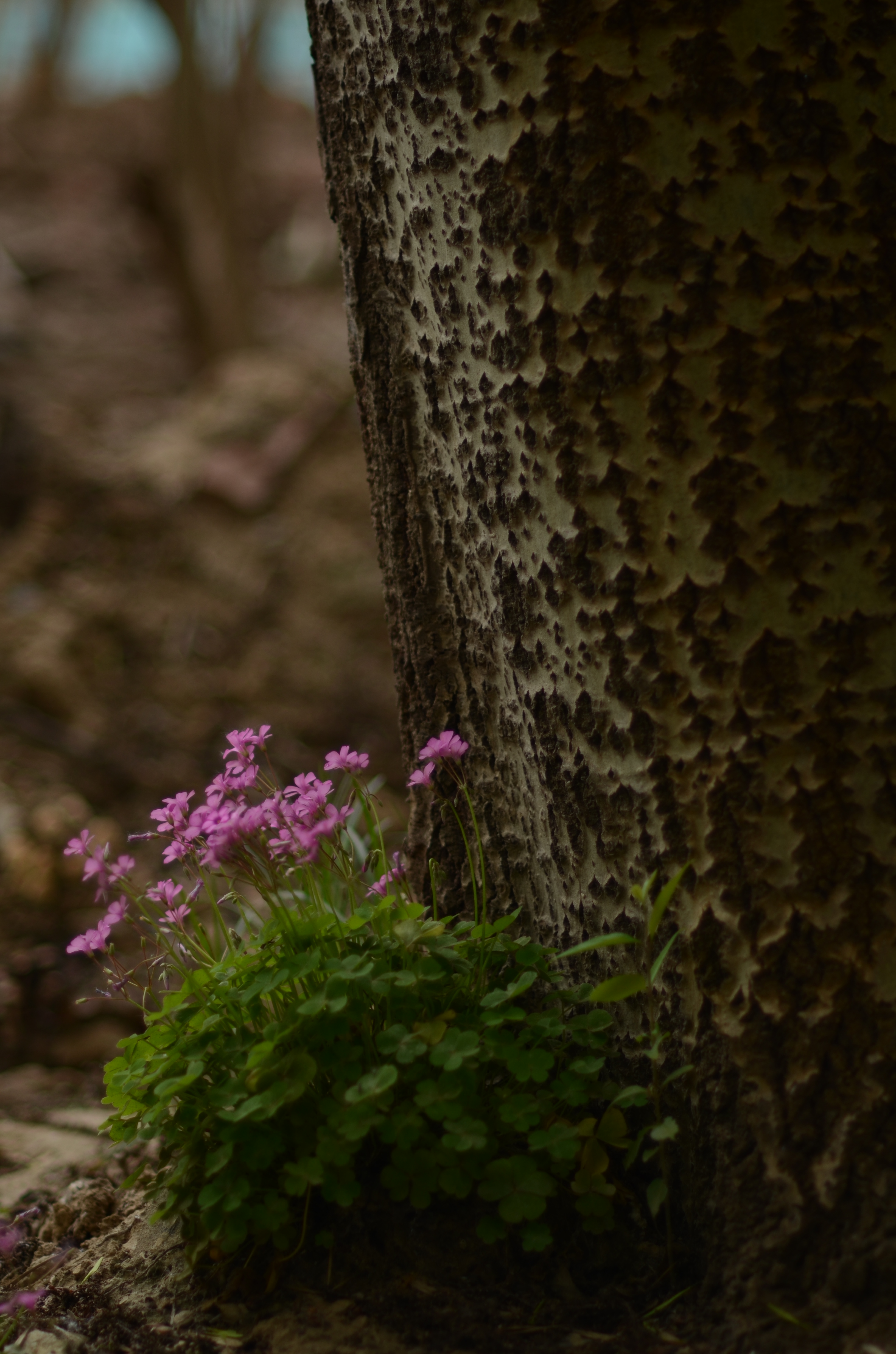 人像风景定焦镜头推荐,人像镜头拍花