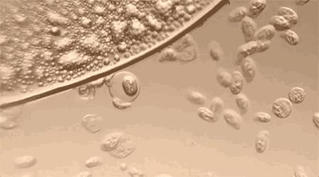 鞋里放个球，轻松解决臭脚问题，一个能顶45天