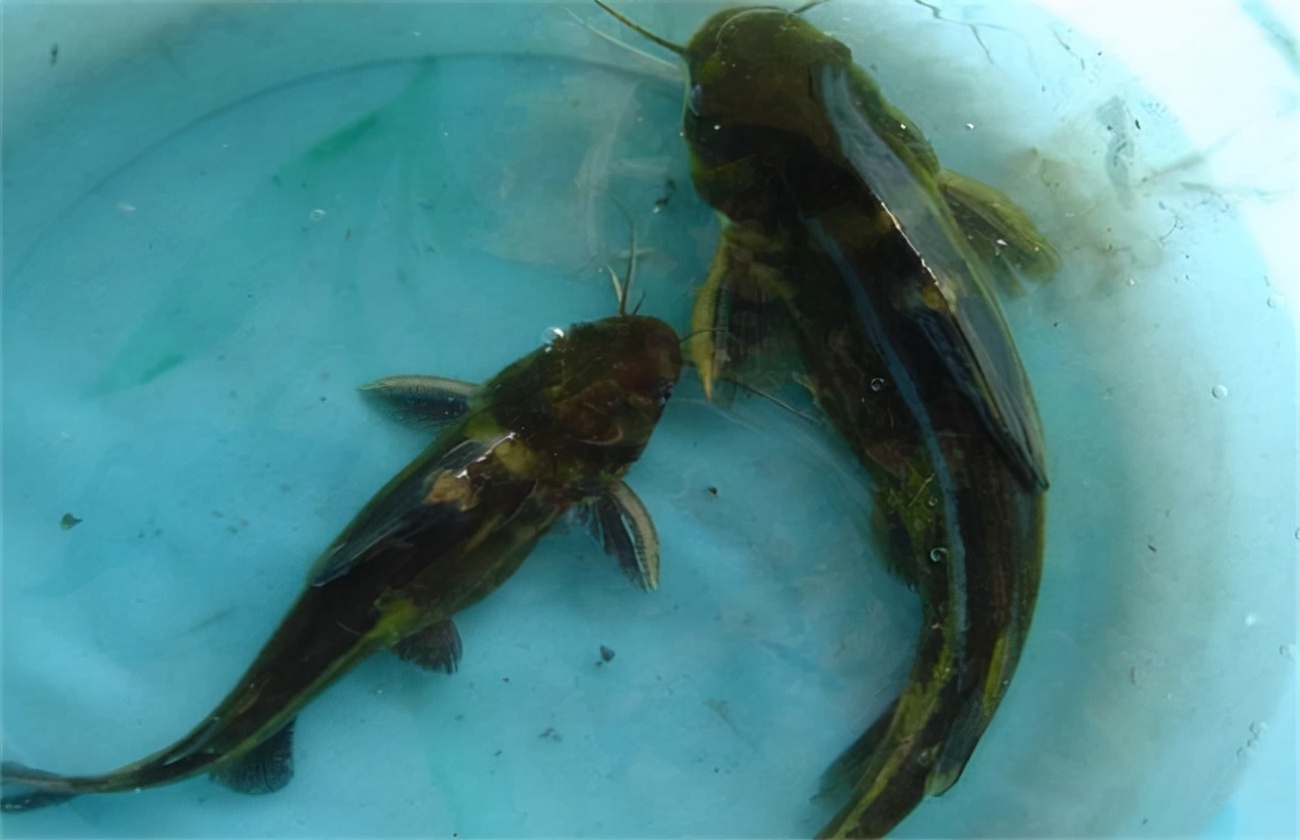 黄颡鱼现在鱼病怎样,养殖黄颡鱼怎样了解黄颡鱼得病呢