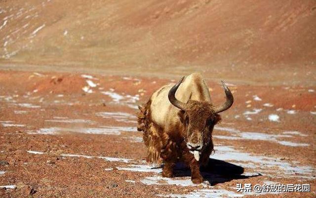 青藏高原野牦牛特点,白牦牛生活在哪里