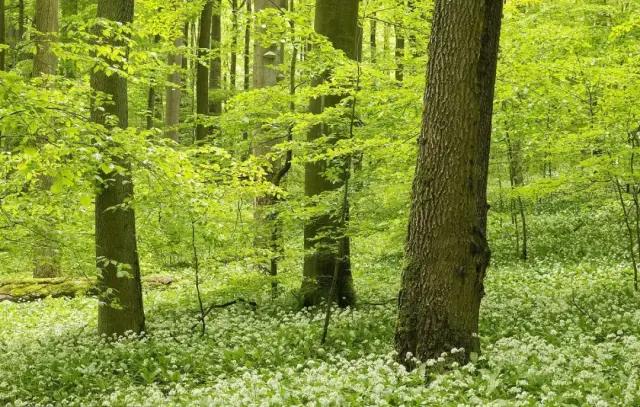 莫代尔超舒适睡裙,超舒服的莫代尔家居服套装