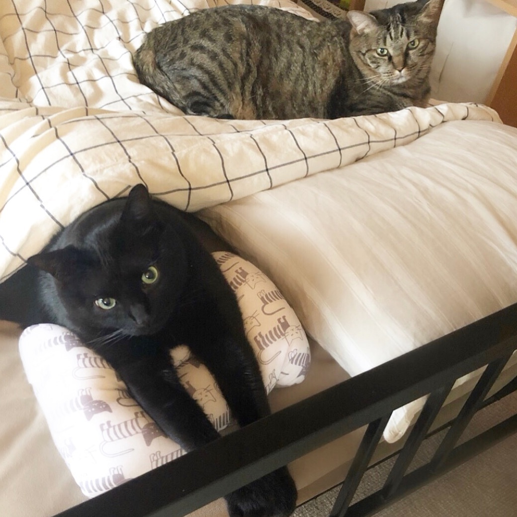 如何让吃猫粮的猫吃自制饭,怎样帮助小猫吃猫粮