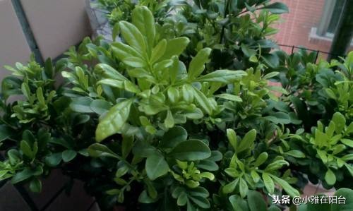 米兰怎么养才可以过冬,米兰冬天的养护方法可以修剪吗