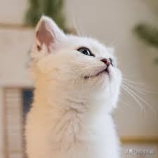 猫咪霉菌耳炎怎么治疗,猫咪霉菌中毒几天发作