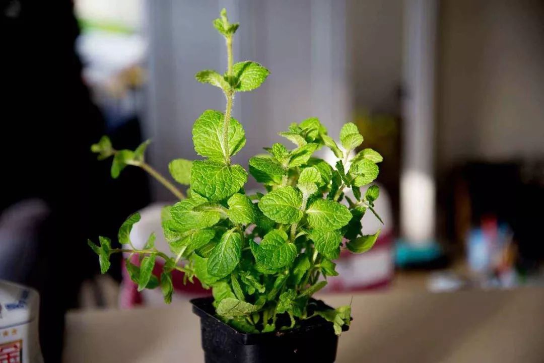 薄荷种植的详细步骤图片,薄荷植物能在家种植吗