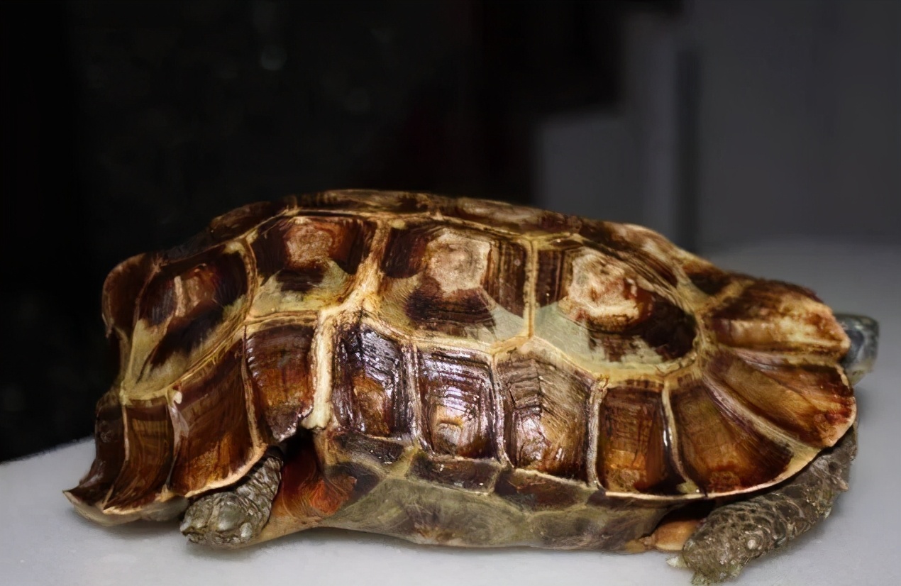 各种龟类图片大全大图,龟类展示会