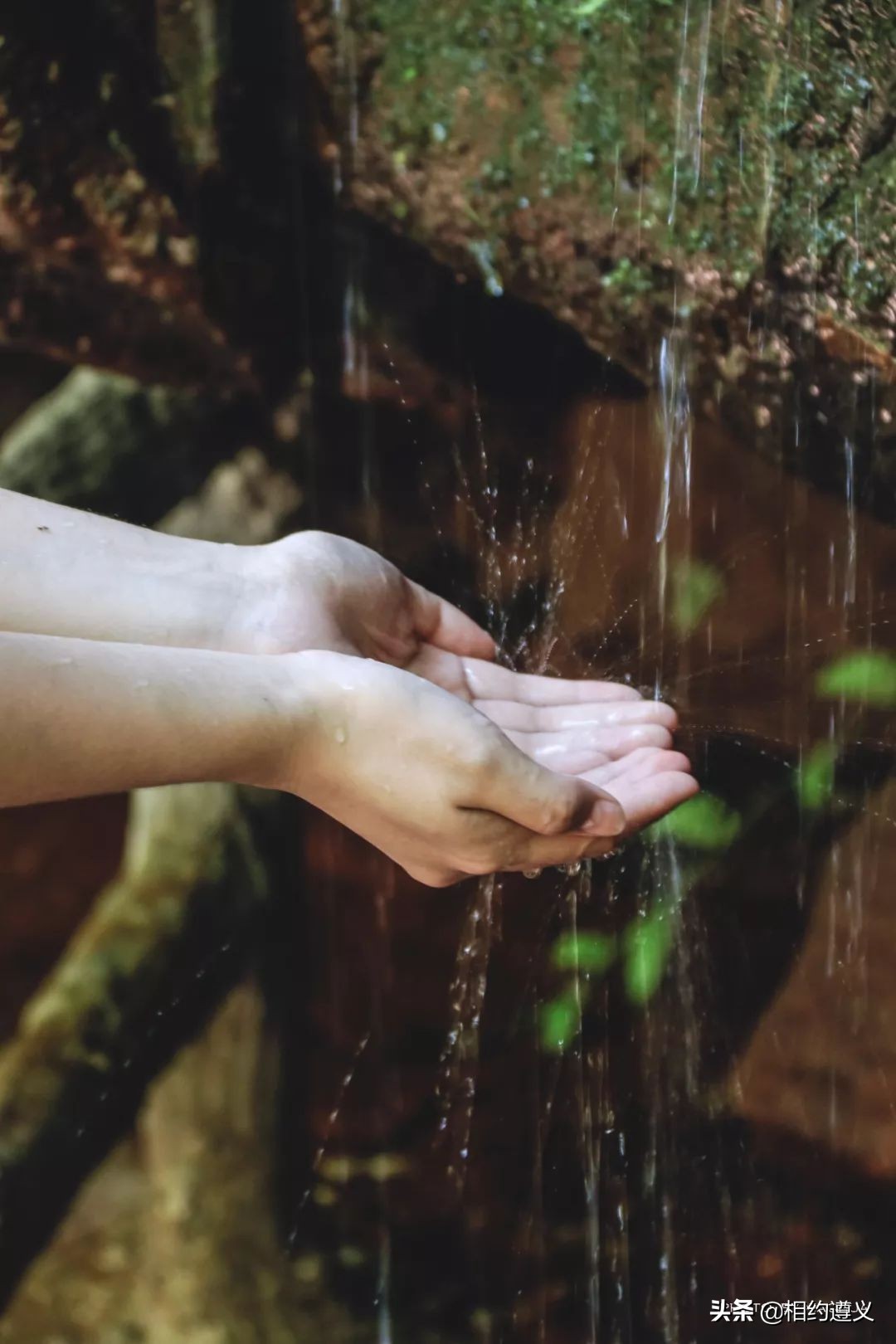 赤水大瀑布 侏罗纪公园 (世界唯一保留的侏罗纪原始公园)