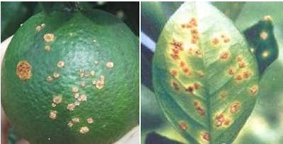 植物细菌性的病害由什么引起的,植物细菌性的病害用什么药