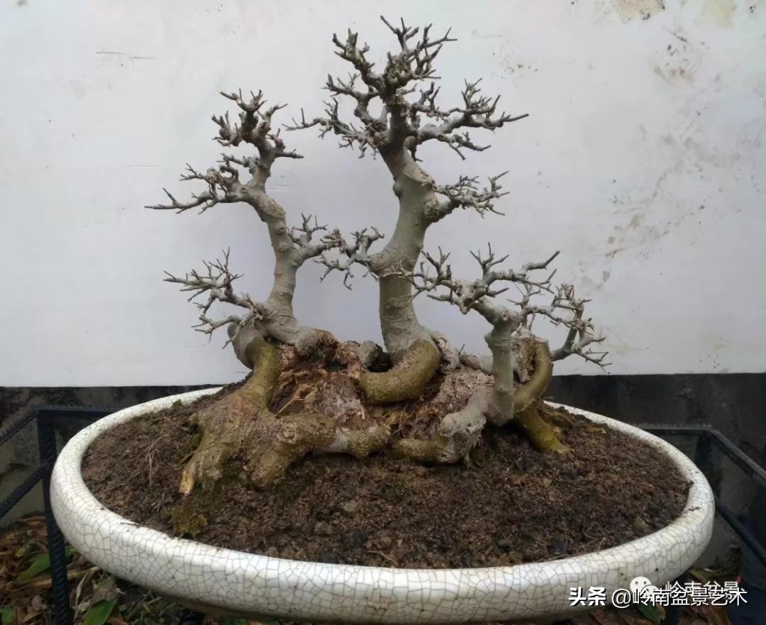 榆树盆景何时修剪最好,盆景怎样修剪最好看