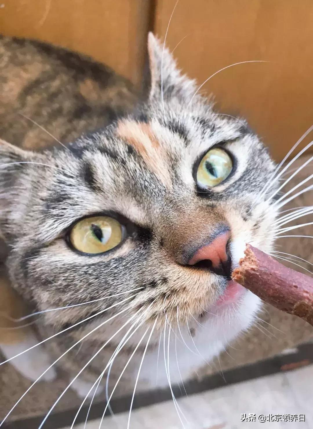 #领养代替购买#给它们一个家|线上宠物领养日,20190608加场