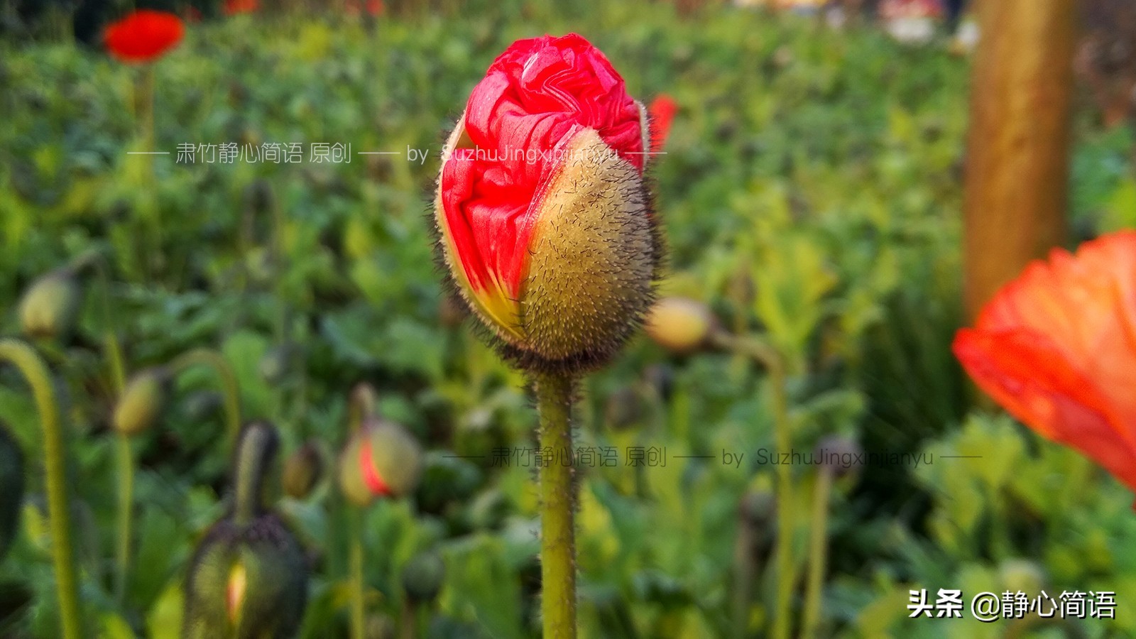 我也曾是学霸，不是因为我多强，是因为环境太差