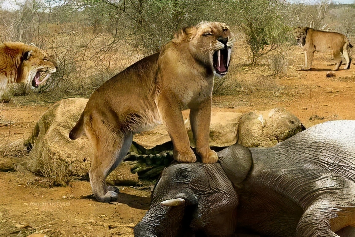 人类对猫的发展史,猫在人类发展历史的地位