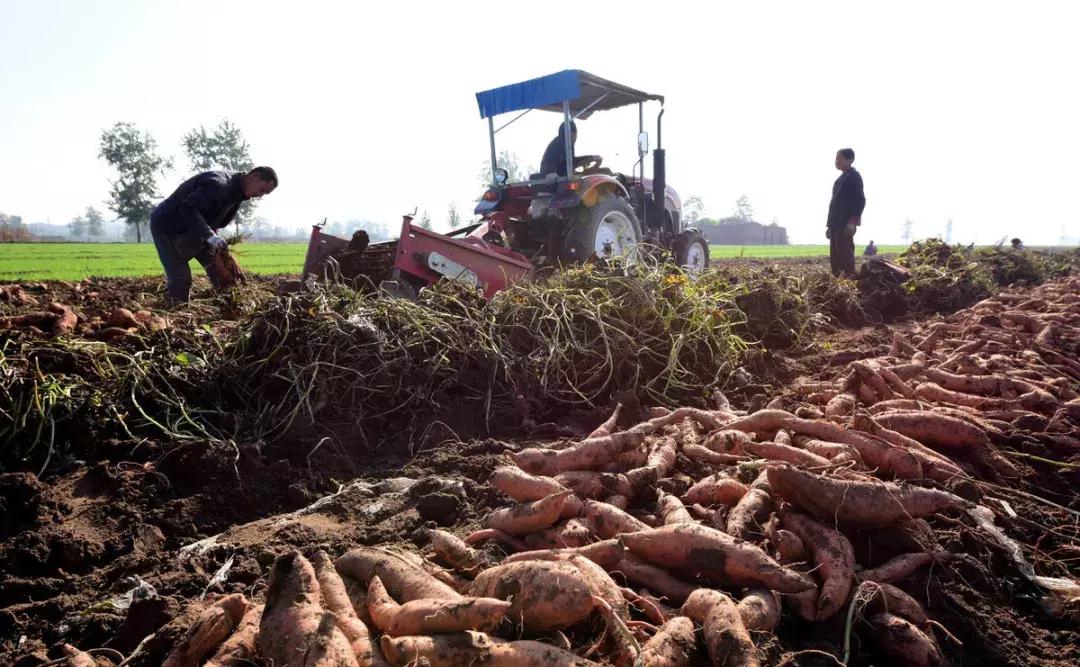 红薯怎样种植产量高视频,红薯种植技术如何种植红薯