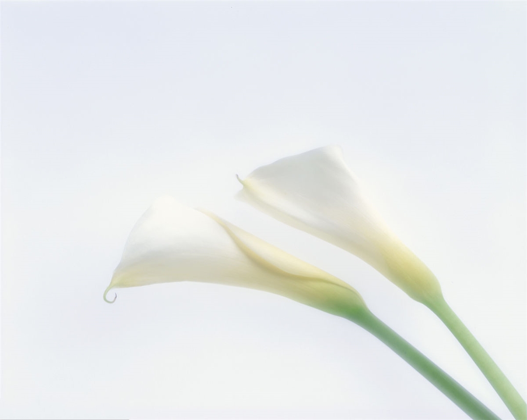 彩色马蹄莲的种植方法和注意事项,彩色马蹄莲的养殖方法视频