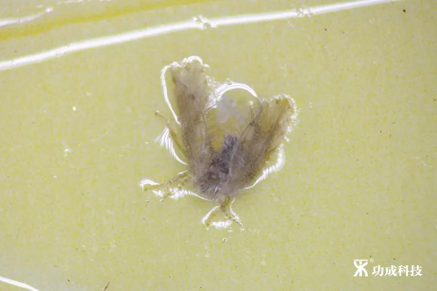 卫生间小虫子蛾蠓怎么来的,卫生间有小虫蛾蚋怎么治