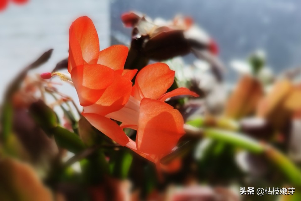 忙碌证券经纪人的罗曼史,忙碌经纪人的罗曼史阅读理解