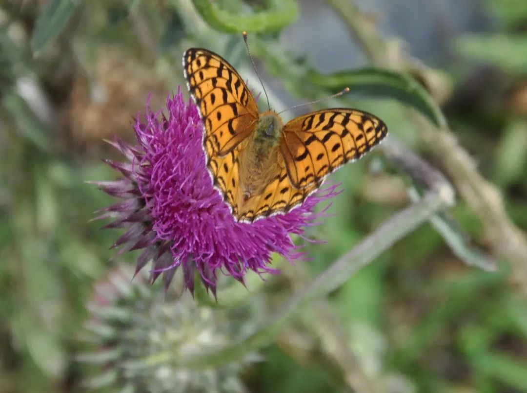 *疆新**的蝴蝶，惊世骇俗