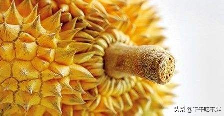 怎样选榴莲口诀,怎么识别榴莲肉多香甜