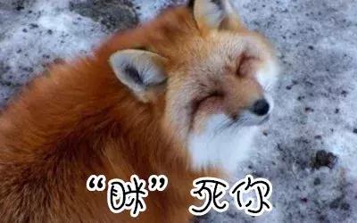 仓鼠怎么分辨一线和三线,三线仓鼠大战一线仓鼠