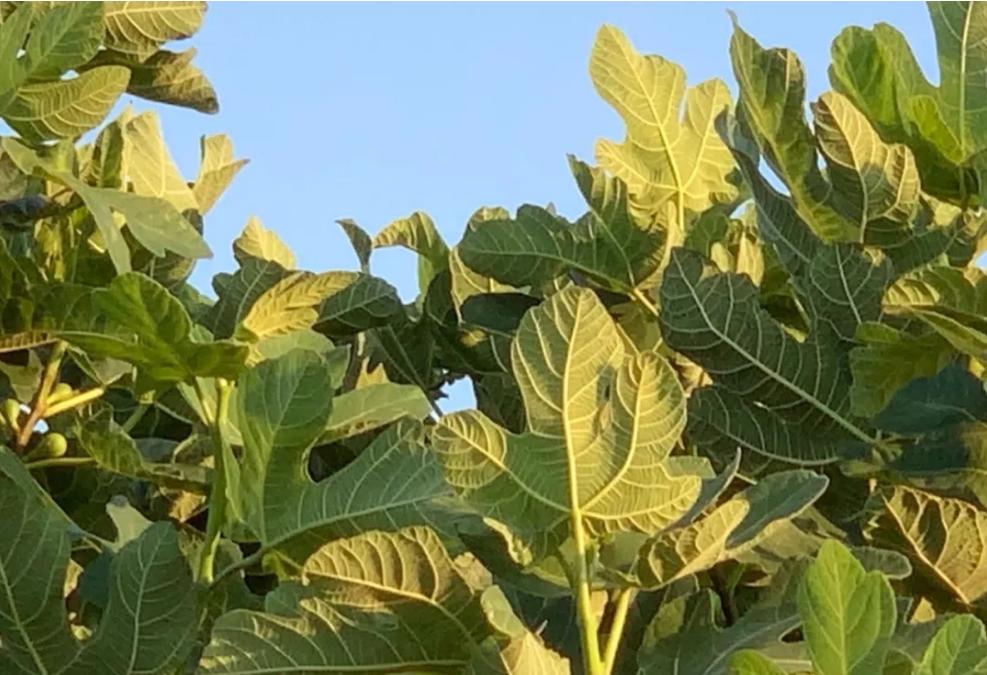 在希腊可以干嘛,在希腊的真实感受