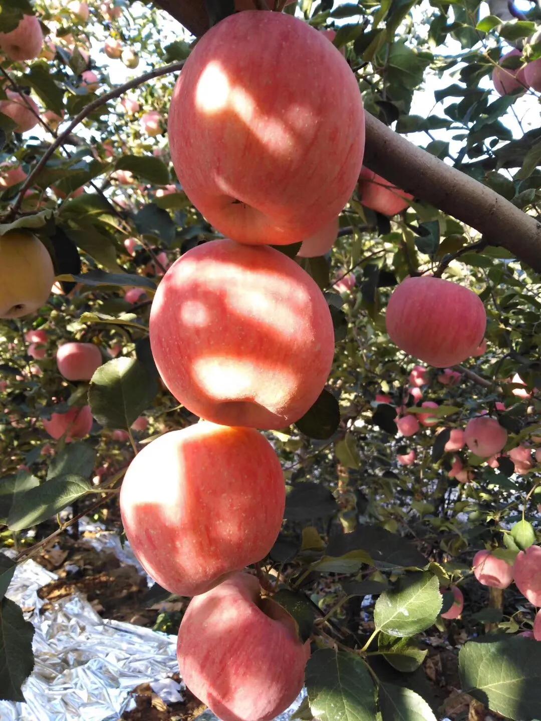 怎么认清苹果纸袋,纸袋苹果区别