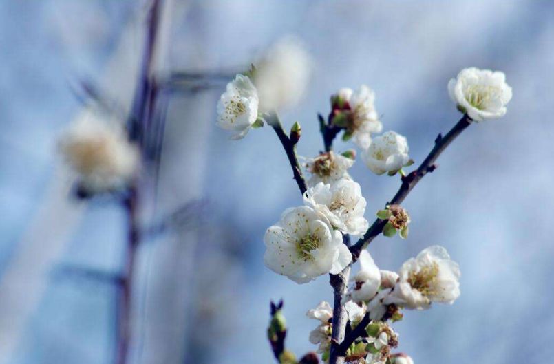 「诗词原创」张大泽｜围炉赊得三壶酒恰是闲来赋月诗