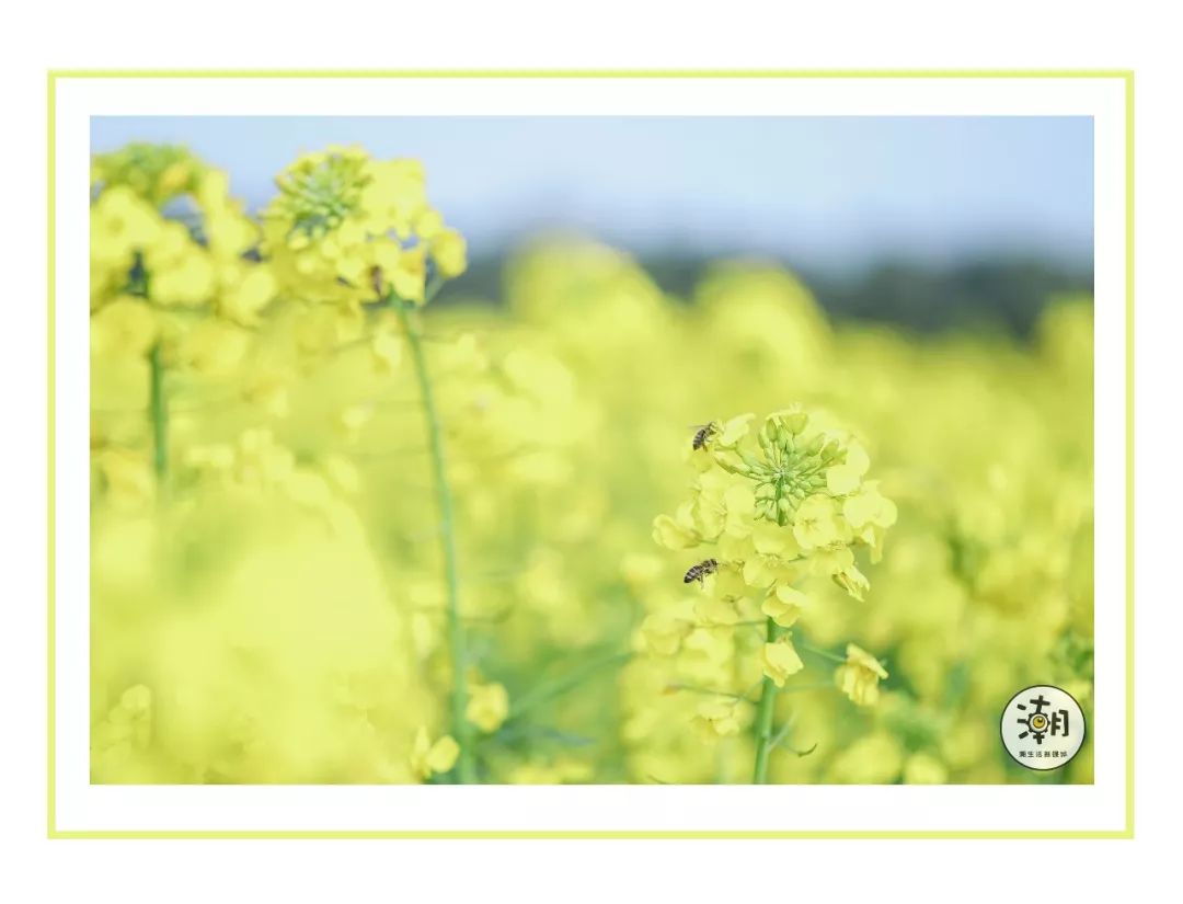 閿﹀煄鐨囧璐垫棌瀛﹂櫌,鎴愰兘閿﹀煄璐垫棌瀛﹂櫌