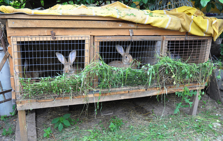 养兔的成功率高吗,养兔技术与经济效益