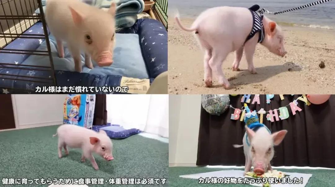 让人难过的不是吃食而是压抑,让人气愤的饮食片段