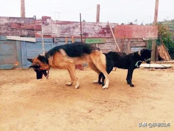 为什么两只狗狗尾巴缠在一起,为什么两只狗狗分不开