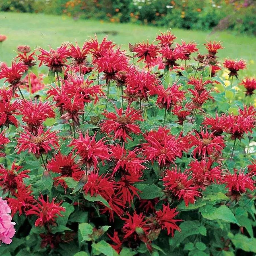 薄荷在家中养哪个品种比较好,薄荷什么品种适合养在家里