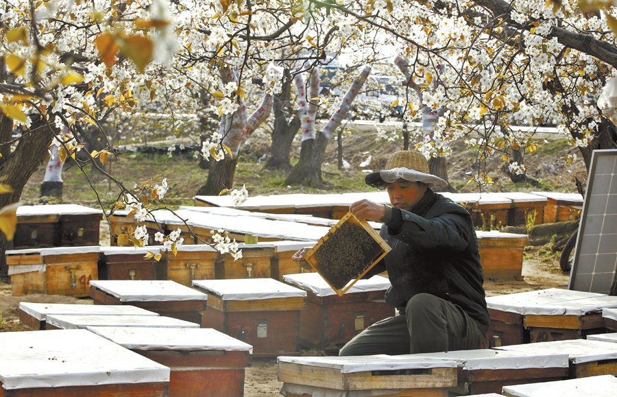 赵县梨花似雪开赞皇蜂农采蜜来